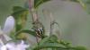 Nezara viridula